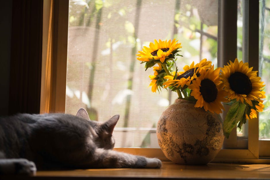 Kwiaty w domu – Oaza piękna i świeżości w każdym wnętrzu