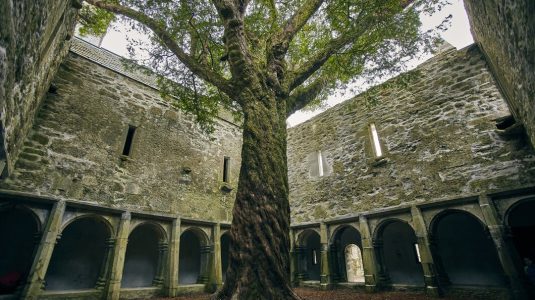 tree-yard-muckross-abbey-sunlight-killarney-national-park-ireland_181624-20597